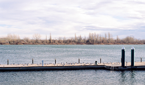 [The ground on the far side of the river is very flat with leafless vegetation along the edge. The sky above it is full of clouds. There is a narrow wooden dock with lots of birds sitting on it going across the length of the photo.]